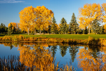 Fall colours on the edge of town. Calgary, Alberta, Canada - obrazy, fototapety, plakaty