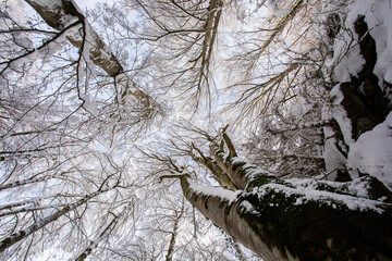 Winter landscape and snowfall in La Grevolosa forest, Osona, Barcelona, Spain