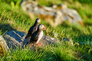 Cute and adorable Puffin, fratercula, on a cliff in Norway.