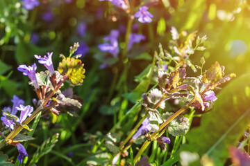 Glechoma hederacea, Nepeta hederacea,in the spring on the lawn during flowering. Blue or purple flowers used by the herbalist in alternative medicine