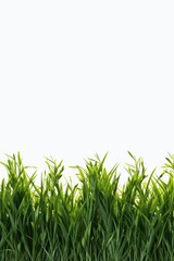 A row of green grass set against a clean white background. Perfect for showcasing the beauty of nature or for adding a touch of freshness to any design