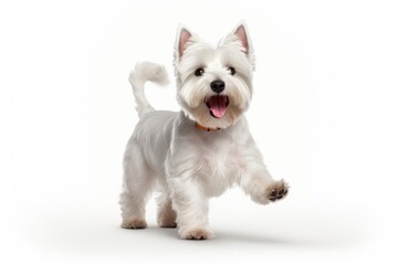 A small white dog running across a white floor. Perfect for pet lovers and interior design concepts