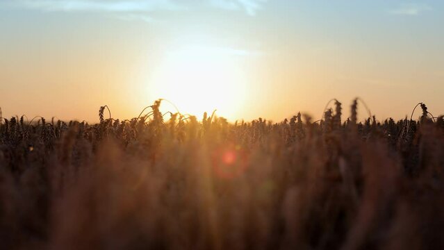Sunset in a wheat field. Ripe golden ears of corn are illuminated by the evening rays of the sun. Golden ears of wheat at sunset. Cultivation of wheat, agricultural products.