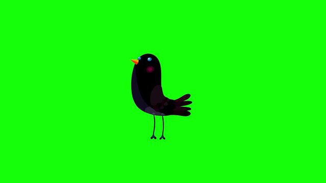 Ouzel bird black cartoon animation character bluebox stop walking. Animated bird character moves serie.