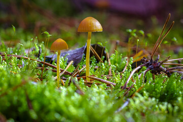 kleine Pilze im Wald