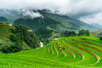 The terraced rice fields in fog at mu cang chai vietnam