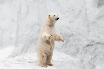 Schilderijen op glas Funny white bear. Polar bear in a funny pose. © fizke7