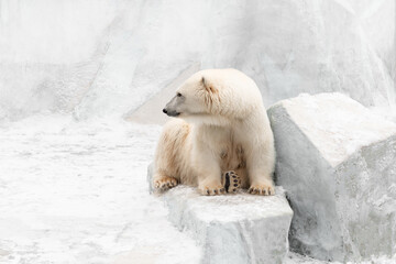 Funny white bear. Polar bear in a funny pose.