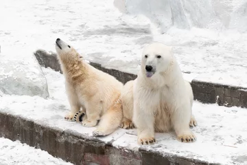 Fotobehang Funny white bear. Polar bear in a funny pose. © fizke7