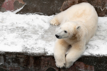 Funny white bear. Polar bear in a funny pose.