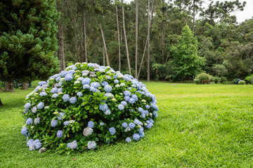 Blue hortensia flower at southeast Brazil