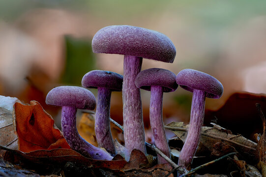 mushroom (Laccaria amethystina) in the forest