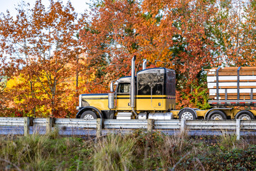 Obraz premium Beige and black classic big rig semi truck with low profile extended cad transporting lumber wood on the flat bed semi trailer running on the autumn road with red maple trees