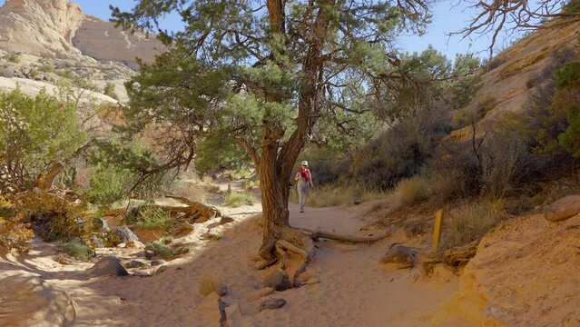Establishing shot of mountain trail with red rocks background in Hickman Natural Bridge Trail, Capital Reef National Park, Utah, North America. Day time on October 2023. Still camera view. ProRes 422 