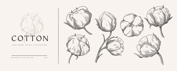 Set of hand-drawn cotton flowers. Flower buds vector illustration. Botanical illustration for floral background. Design element for postcard, poster, cover, invitation. - obrazy, fototapety, plakaty