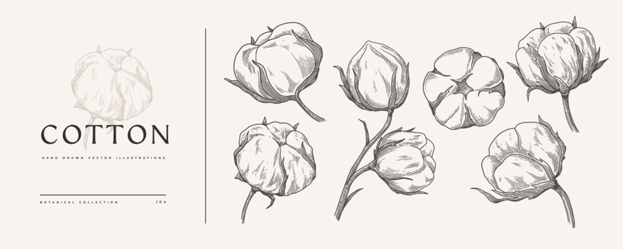 Set of hand-drawn cotton flowers. Flower buds vector illustration. Botanical illustration for floral background. Design element for postcard, poster, cover, invitation.