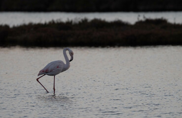 Greater flamingo in the delta Ebro river	