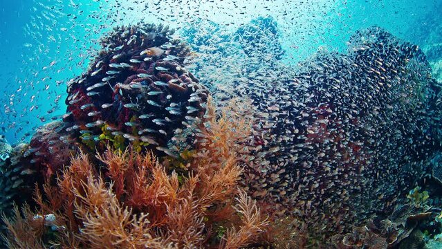 Healthy coral reef with tiny fish in Raja Ampat region in Indonesia. Underwater view of the rich and healthy coral reef in the West Papua, Misool Island