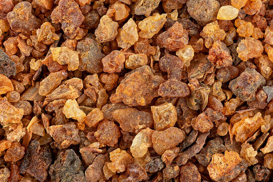 Myrrh, aromatic gum resin of several species of the genus Commiphora, top view. Sudanese Frankincense tree.