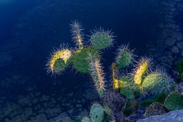Sunlight Reflected From Green Desert Cactus Plant High Above Blue Water.  Montezuma Well National Monument Crater Rim Landscape Arizona Southwest USA