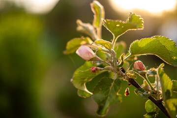 Hello spring. White pink apple blossom flowers in spring time. Background with flowering apple tree. Close up of fresh spring flowers in blooming garden park. Inspirational soft floral view
