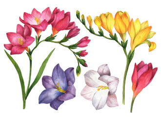 Watercolor freesia flowers set, hand drawn floral illustration isolated on a white background.