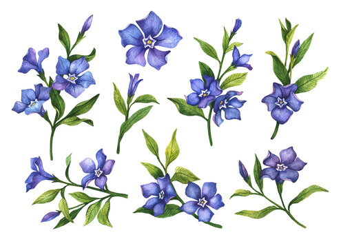 Watercolor periwinkle set, hand drawn illustration of blue flowers, floral elements isolated on a white background. 