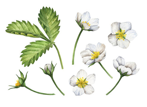 Watercolor set of white flowers, hand painted illustration of blooming strawberries isolated on a white background.