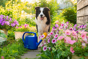 Outdoor portrait of cute dog border collie with watering can in garden background. Funny puppy dog as gardener fetching watering can for irrigation. Gardening and agriculture concept © Юлия Завалишина