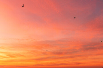 Avon By the Sea, New Jersey - A flock of shore birds and seagulls silhouetted against the bright...