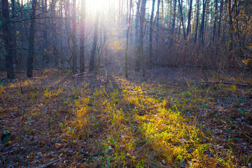 misty autumn forest glade in light of sparkle sun