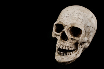 Profile View of Skull Decoration on Black Background