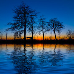 high pine tree silhouette reflected in a water at the sunset
