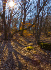 Fototapeta premium autumn forest glade in light of sparkle sun