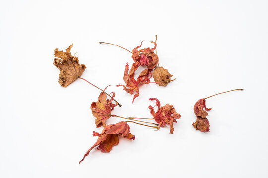 Eight tiny dried Maple leaves against a white background