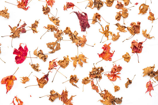 Tiny dried Maple leaves against a white background