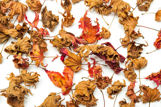 Tiny dried Maple leaves against a white background