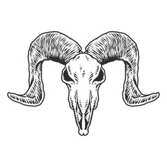 Seketch Animal Skull Hand Drawing