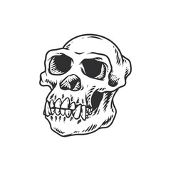 Seketch Animal Skull Hand Drawing