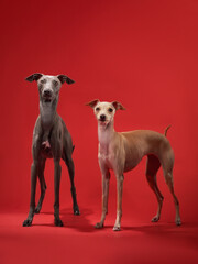 Two Italian Greyhound dos in studio, a study on red. Sleek lines and attentive eyes showcase the breed's refined elegance