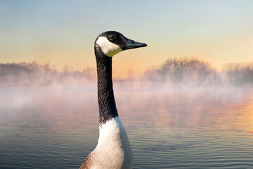 Portrait of a Canada Goose (Branta canadensis) at the foggy lake in the winter