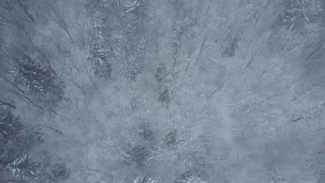 Slow motion of a forest covered with snow from aerial view. Aerial view of trees covered with snow in a slow motion.  Frozen winter forest.