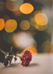 Red flower with Christmas lights