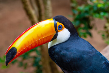 toucan in the park