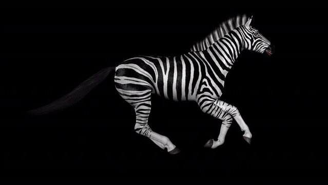 African Zebra - Wild Horse - Gallop Loop - Side View CU - Realistic 3D animation with alpha channel isolated on transparent background