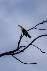 Tucano na região do pantanal sul, na cidade na Miranda, Estado do Mato Grosso do Sul, Brasil