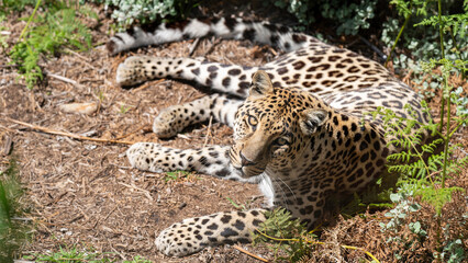 Leopard lying in the bush, Tenikwa Wildlife Rehabilitation Centre, Western Cape, South Africa