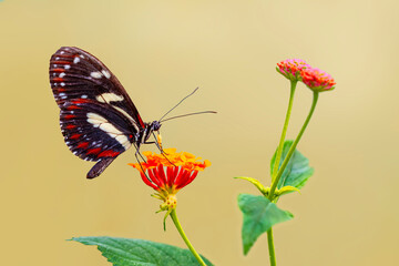 Macro shots, Beautiful nature scene. Closeup beautiful butterfly sitting on the flower in a summer garden.