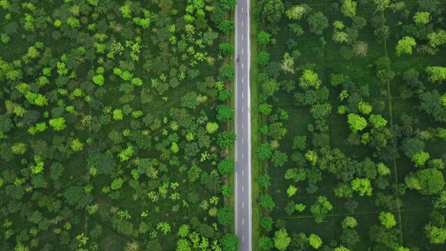 Aerial top down 4k view of white car driving on country road in forest in the evening at twilight. Cinematic drone shot flying over gravel road in tea plantation at west bengal, India. 
