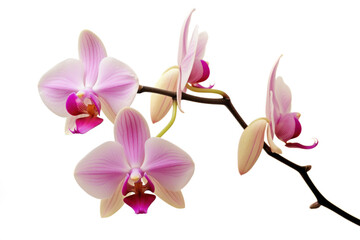 Branch of pink orchid on white background